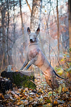 Xolo dog breed Xoloitzcuintle, Mexican hairless, in a forest on a stump