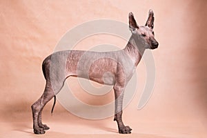 Xolo dog breed Xoloitzcuintle, Mexican hairless stands on a beige background