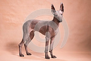 Xolo dog breed Xoloitzcuintle, Mexican hairless stands on a beige background