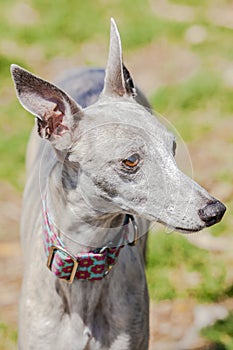 Xolo dog looking away with blurred background