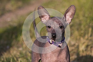Xolo puppy Xoloitzcuintle, Mexican hairless with a fluff in his mouth