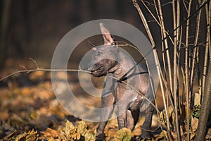 Xolo puppy Xoloitzcuintle, Mexican hairless nibbles on a branch