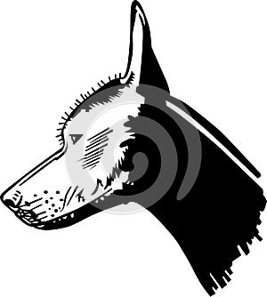 Xoloitzcuintle