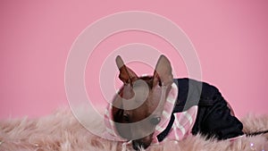 Xoloitzcuintle in black and pink jumpsuit on a pink background. The dog lies on a fur blanket next to the garland and
