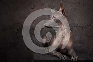 Xoloitzcuintle dog