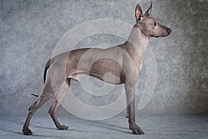 Xoloitzcuintle dog