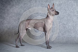 Xoloitzcuintle dog against grey background