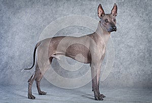 Xoloitzcuintle dog, eighteen months old