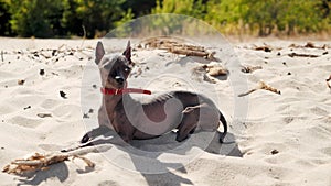 Xoloitzcuintle dog lying on the beach under the sun