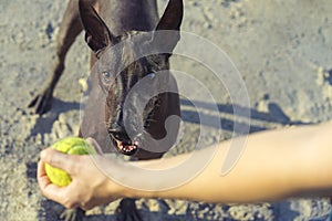 A xoloitzcuintle dog plays and looks at a yellow tennis ball, held in the coach`s hand, on a sad beach