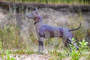 Xoloitzcuintle Mexican Hairless Dog with black collar  standing against wildlife background