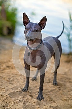 Xoloitzcuintle Mexican Hairless Dog with black collar  standing on  sand beach in front of blue lake background