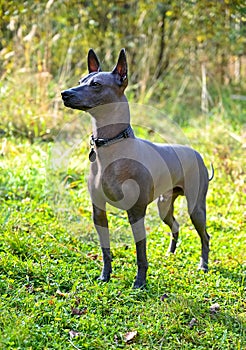 Xoloitzcuintle Mexican Hairless Dog free standing on green meadow outdoors shot