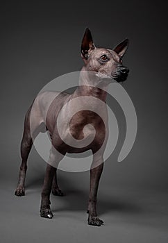 Xoloitzcuintle Mexican Hairless Dog   medium size standing  on neutral gray background