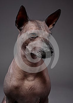 Xoloitzcuintle Mexican Hairless Dog portrait close-up on neutral gray background