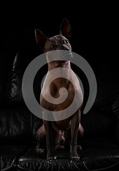 Xoloitzcuintle Mexican Hairless Dog sitting on  leather sofa against  black background