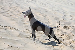 Xoloitzcuintle Mexican Hairless Dog standing against sand dunes background under bright sunlight