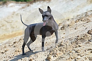 Xoloitzcuintle Mexican Hairless Dog standing against yellow sand dunes background under bright sunlight