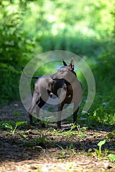 Xoloitzcuintle Mexican Hairless Dog standing free  in beautifully sunlit natural background