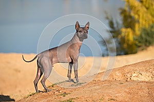 Xoloitzcuintle Mexican Hairless Dog standing on  sand dunes  against blue lake and beautiful autumn background