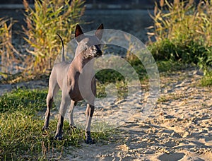 Xoloitzcuintle Mexican Hairless Dog standing on  sand dunes  against forest lake beautiful natural landscape background