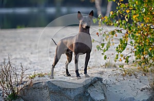 Xoloitzcuintle Mexican Hairless Dog standing on stone at sunset against beautiful natural landscape