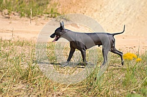 Xoloitzcuintle Mexican Hairless Dog walking free on natural scene background