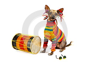 Xoloitzcuintli dog in clothes of a Rastafarian sitting next to the drum