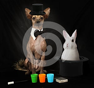 Xoloitzcuintli dog dressed as a magician