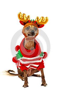 Xoloitzcuintli dog dressed in warm clothes with reindeer horns on the head