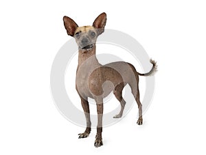 Xoloitzcuintli dog isolated on a white background