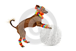 Xoloitzcuintli dog rolls a snowball isolated on white background