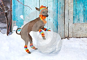 Xoloitzcuintli dog rolls a snowball on the snow