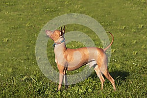 Xoloitzcuintli the dog is standing sideways on the green grass. A pet in nature.