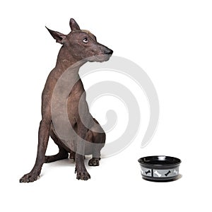 Xoloitzcuintli, Mexican Hairless Dog, waiting and looks up to have his bowl filled food on white background. hungry Dog with a bow