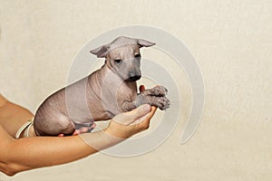 The Xoloitzcuintli puppy is lying in arms. A bald little dog, side view.