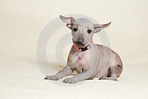 The Xoloitzcuintli puppy is standing on the couch a puppy of a Mexican naked dog