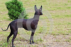 Xoloitzcuintli stands with his back to the lawn