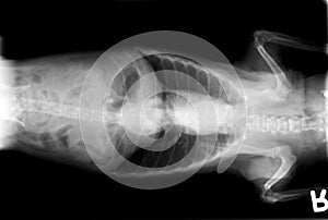 Xray of body of a dog