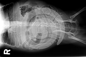 Xray of dog abdomen