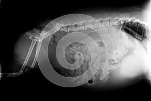 Xray of dog abdomen