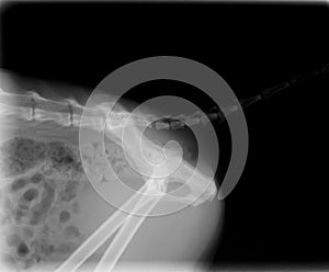 Xray of dog abdomen and pelvis