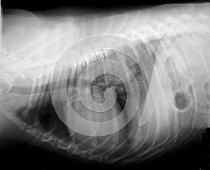 Xray of dog chest and spine
