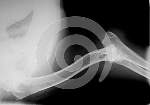 Xray of dog foreleg to elbow