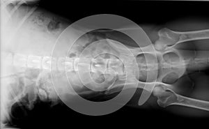 Xray of dog pelvis and abdomen photo