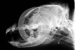 Xray of dog skull