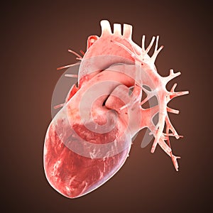 Xray heart illustratio. Anatomicaly accurate