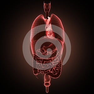 Xray heart illustratio. Anatomicaly accurate