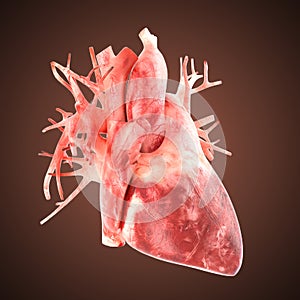 Xray heart illustratio. Anatomicaly accurate