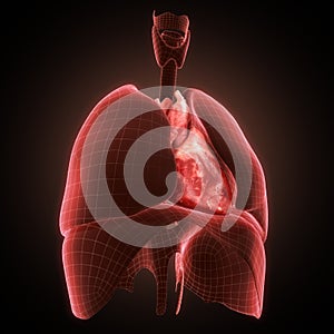 Xray heart illustratio. Anatomicaly accurate